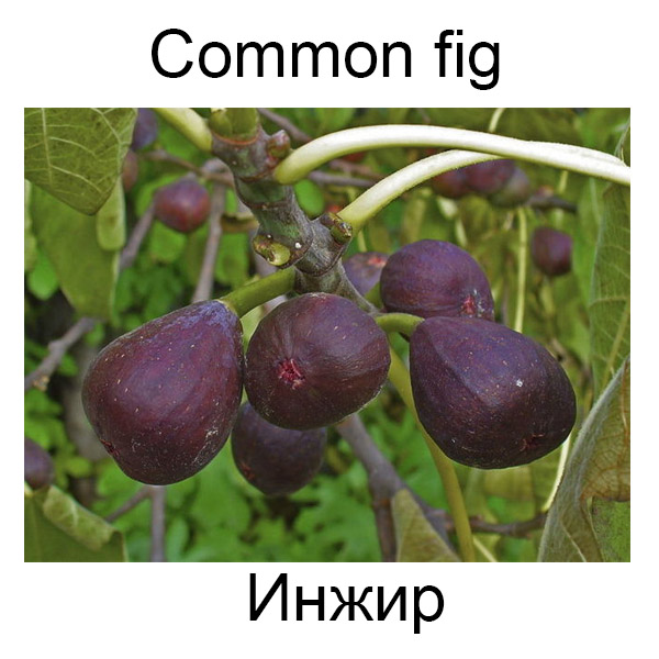 Ягоды и грибы на английском